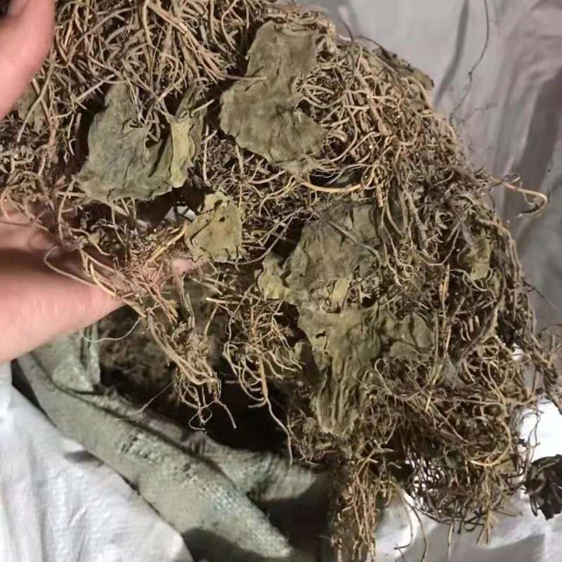 中药材杜衡马辛南细辛马蹄香马蹄细辛马细辛