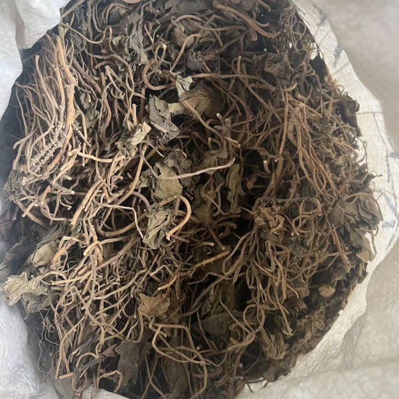 中药材杜衡马辛南细辛马蹄香马蹄细辛马细辛