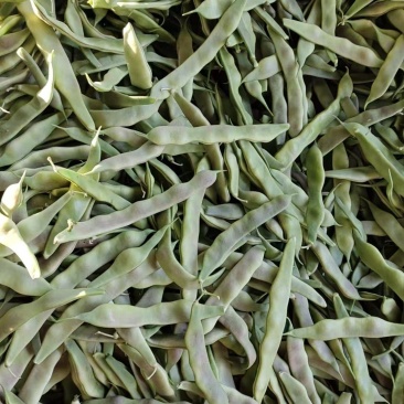 一点红油豆紫花豆货源充足量大从优品质保证欢迎联系