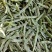 一点红油豆紫花豆货源充足量大从优品质保证欢迎联系