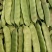 一点红油豆紫花豆货源充足量大从优品质保证欢迎联系