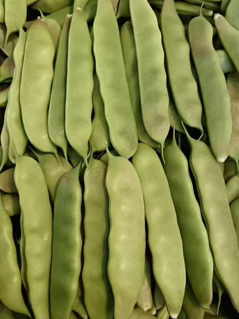 一点红油豆紫花豆货源充足量大从优品质保证欢迎联系