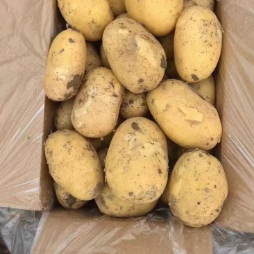 基地沃土，土豆大量上市。