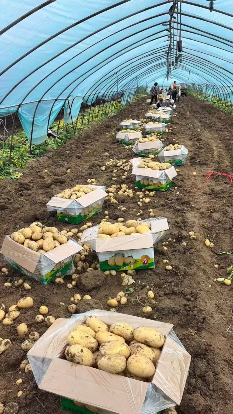 基地沃土，土豆大量上市。