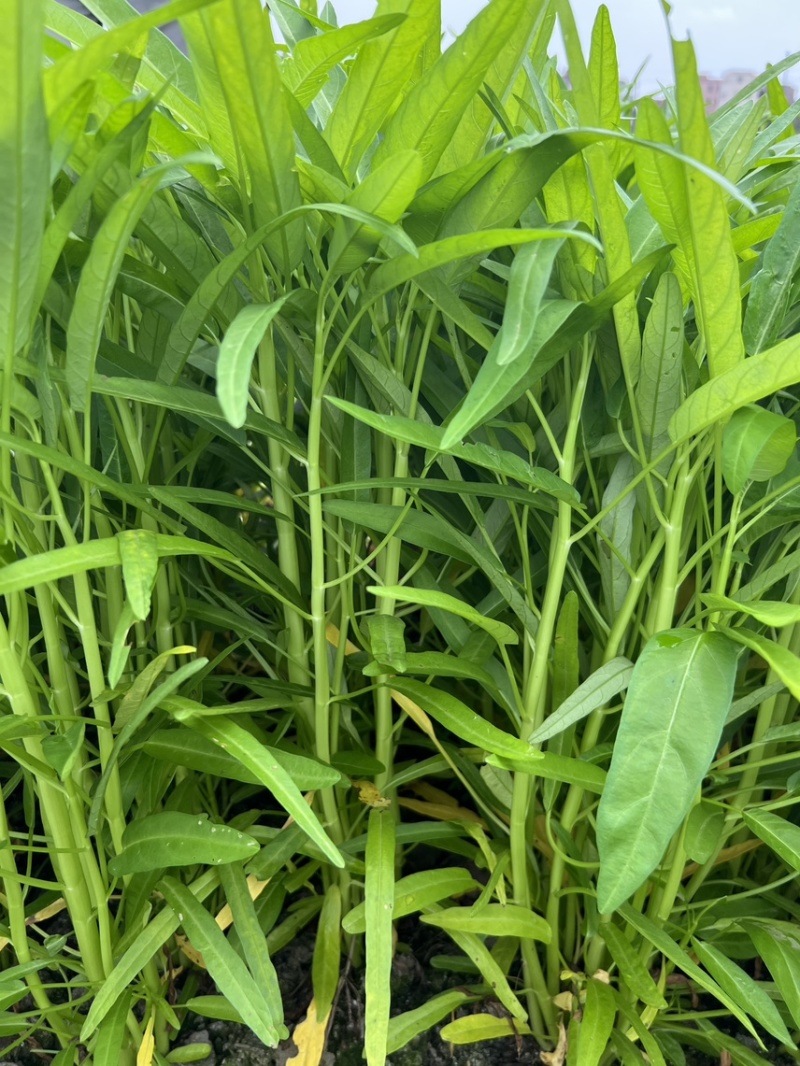 广东茂名柳叶半青白空心菜基地直批