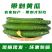 精品黄瓜,产地直发,全国无死角代办,对接批发平台,