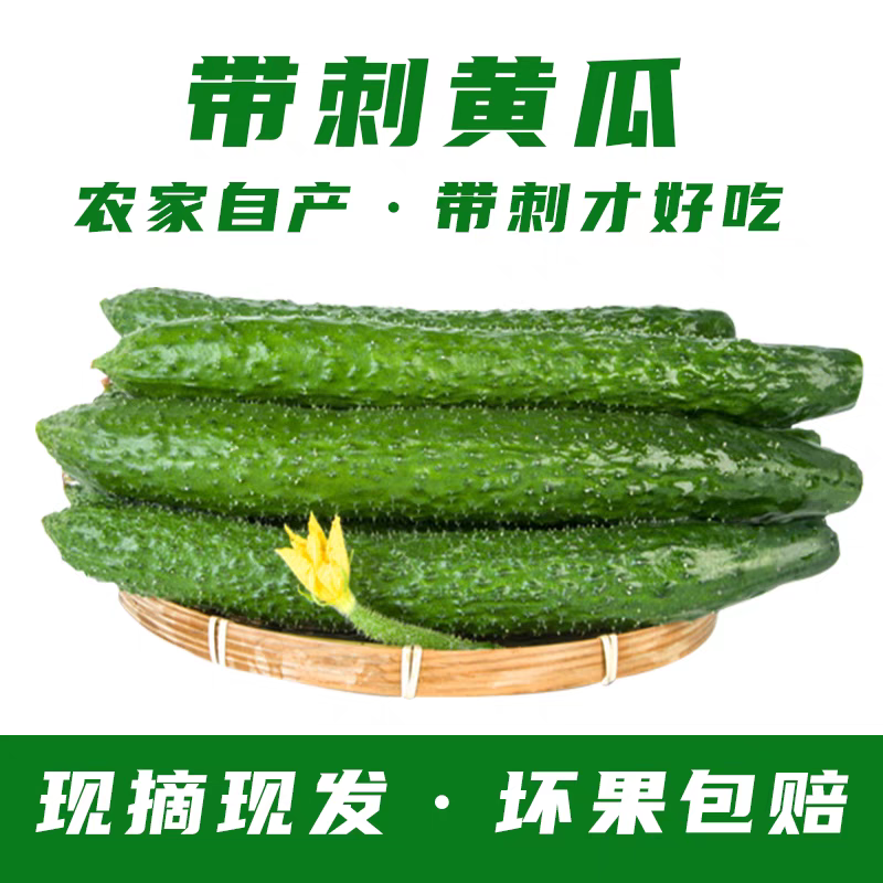 精品黄瓜，产地直发，全国无死角代办，对接批发平台，