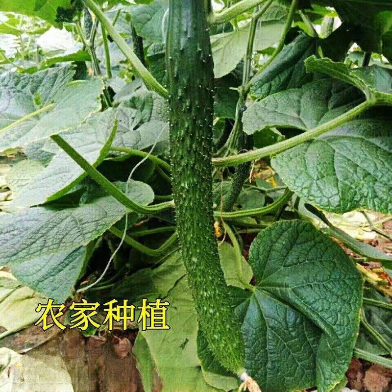 精品黄瓜，产地直发，全国无死角代办，对接批发平台，
