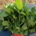 本地西洋菜大量有货，品质优良，价格合适，欢迎老板们采购