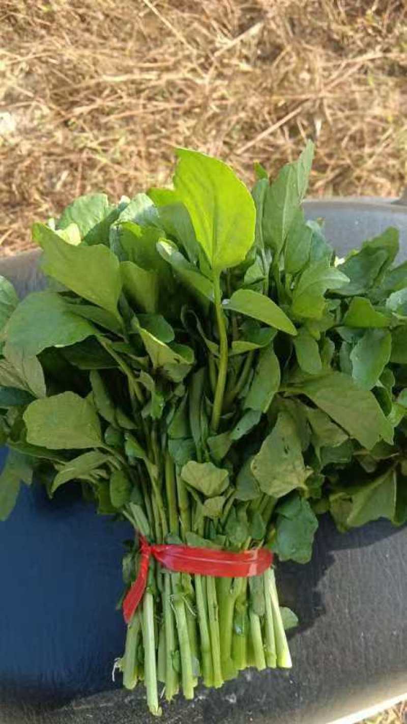 本地西洋菜大量有货，品质优良，价格合适，欢迎老板们采购