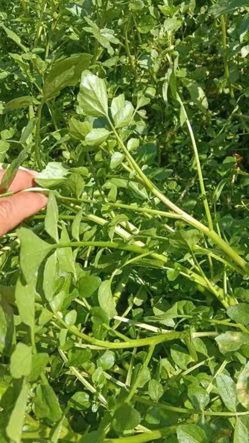 本地西洋菜大量有货，品质优良，价格合适，欢迎老板们采购