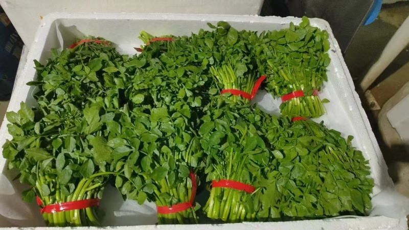 本地西洋菜大量有货，品质优良，价格合适，欢迎老板们采购