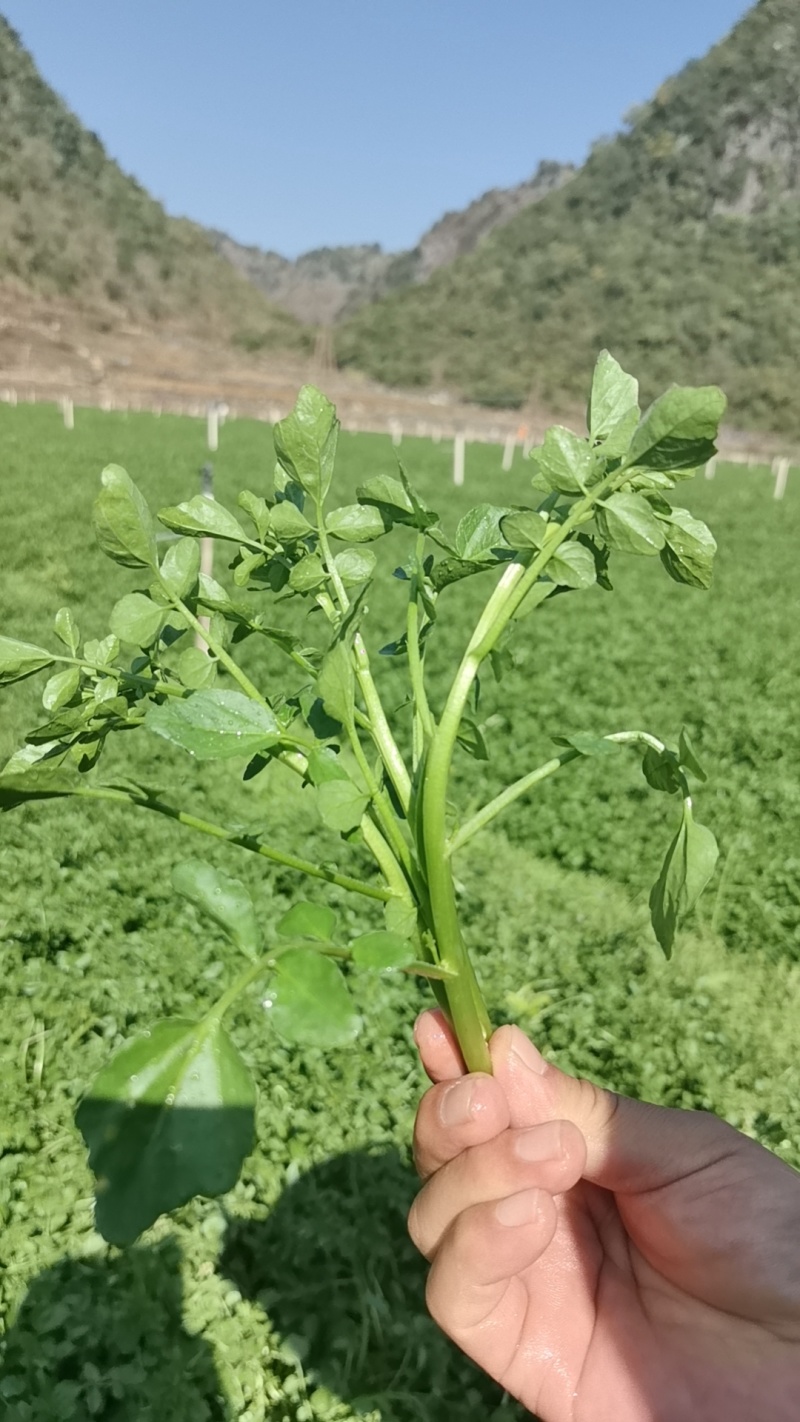 本地西洋菜大量有货，品质优良，价格合适，欢迎老板们采购