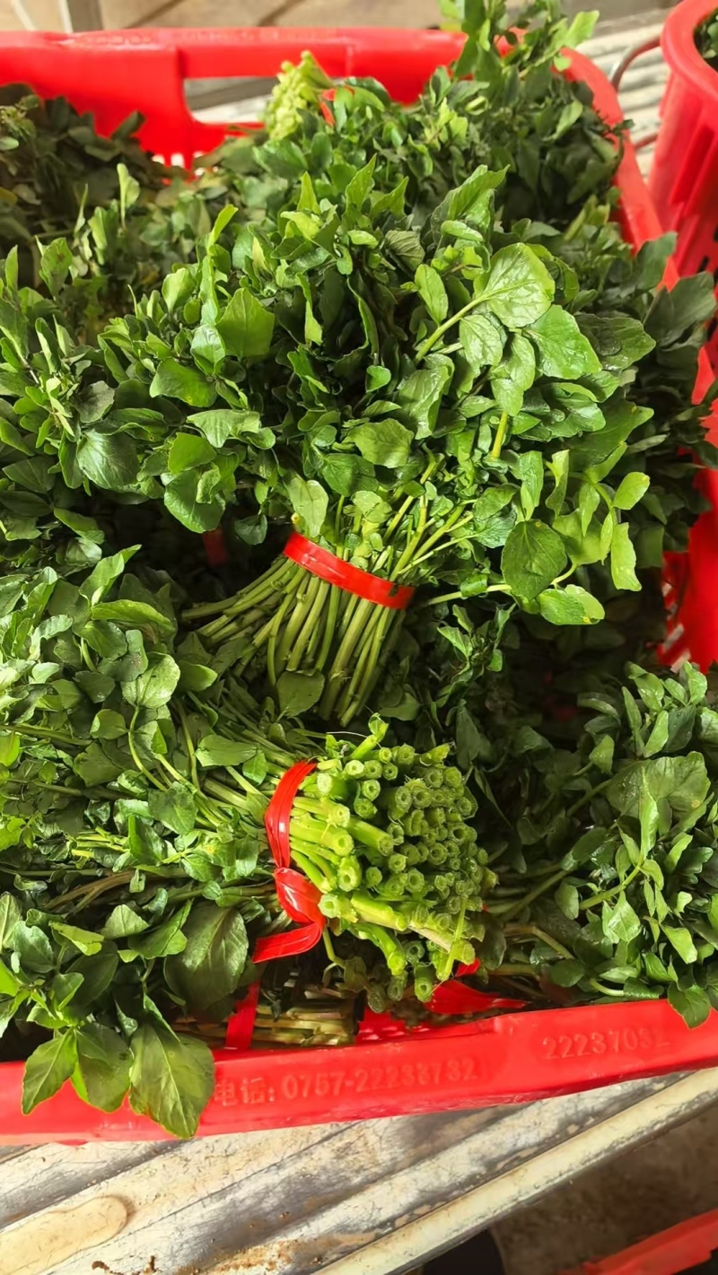 本地西洋菜大量有货，品质优良，价格合适，欢迎老板们采购