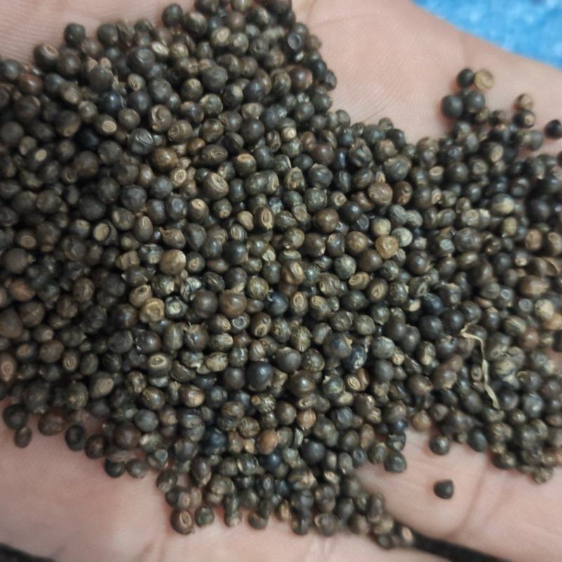 小叶千斤拔种子和药材供应产地一手货源