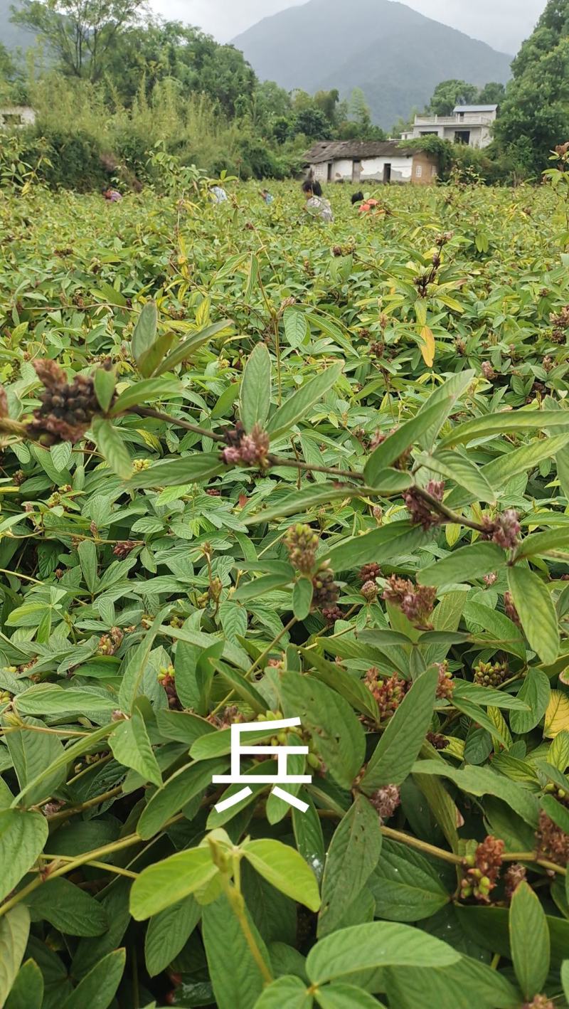 小叶千斤拔种子和药材供应产地一手货源