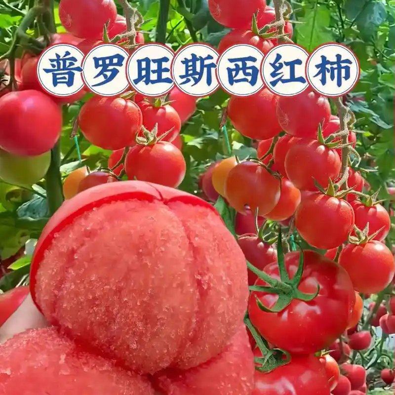 沙瓤西红柿自然熟番茄酸甜多汁产地直销应季生鲜水果蔬菜新鲜