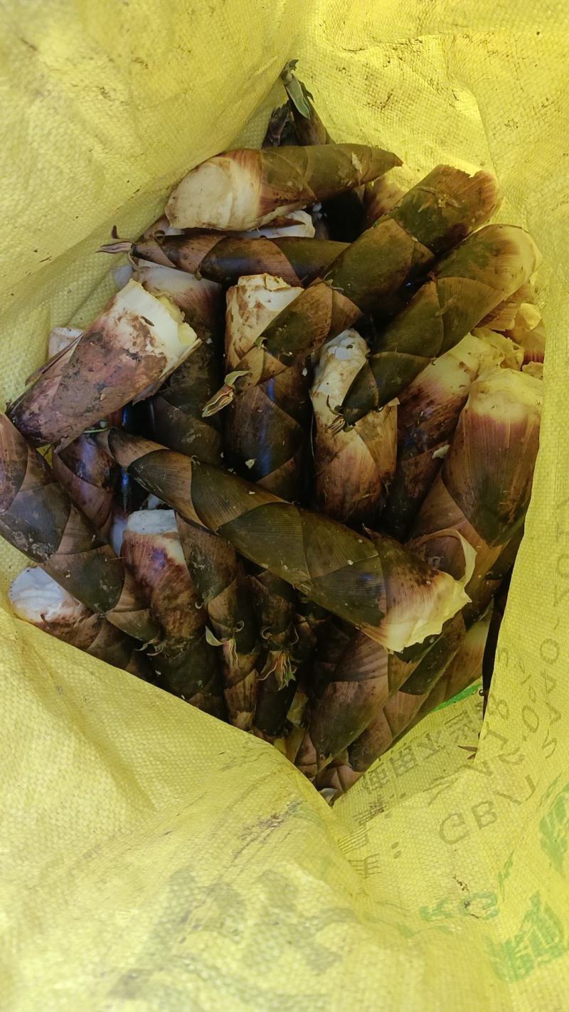 鲜笋批发