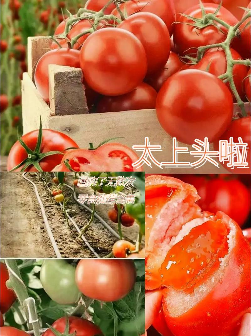 沙瓤西红柿自然熟番茄酸甜多汁产地直销应季生鲜水果蔬菜新鲜