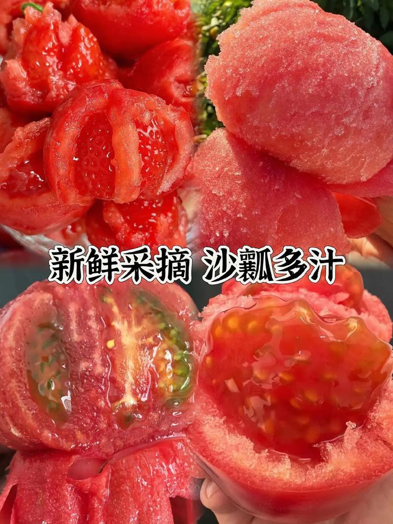 沙瓤西红柿自然熟番茄酸甜多汁产地直销应季生鲜水果蔬菜新鲜