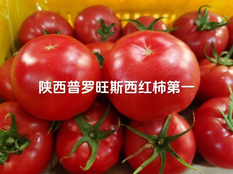 沙瓤西红柿自然熟番茄酸甜多汁产地直销应季生鲜水果蔬菜新鲜