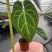 克莱恩花烛水晶杂铜锣烧乌鸦之心杂黑桃杂撕裂纹华丽银刷子杂