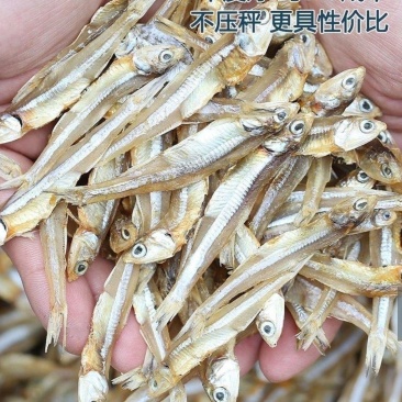 渔民新晒公干鱼白凡鱼小公鱼海燕鱼干货