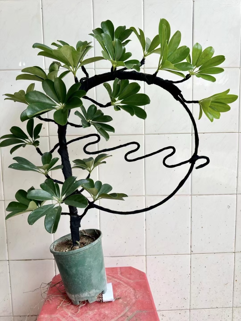 花叶鹅掌柴