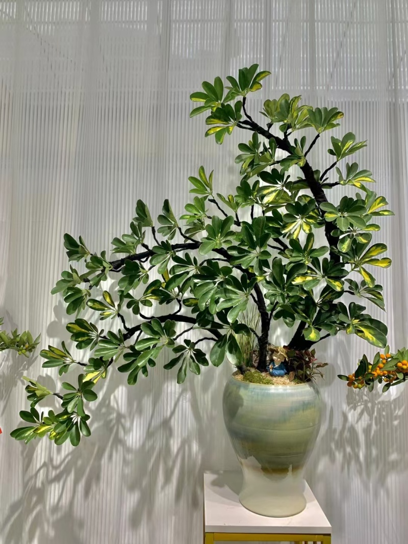 花叶鹅掌柴