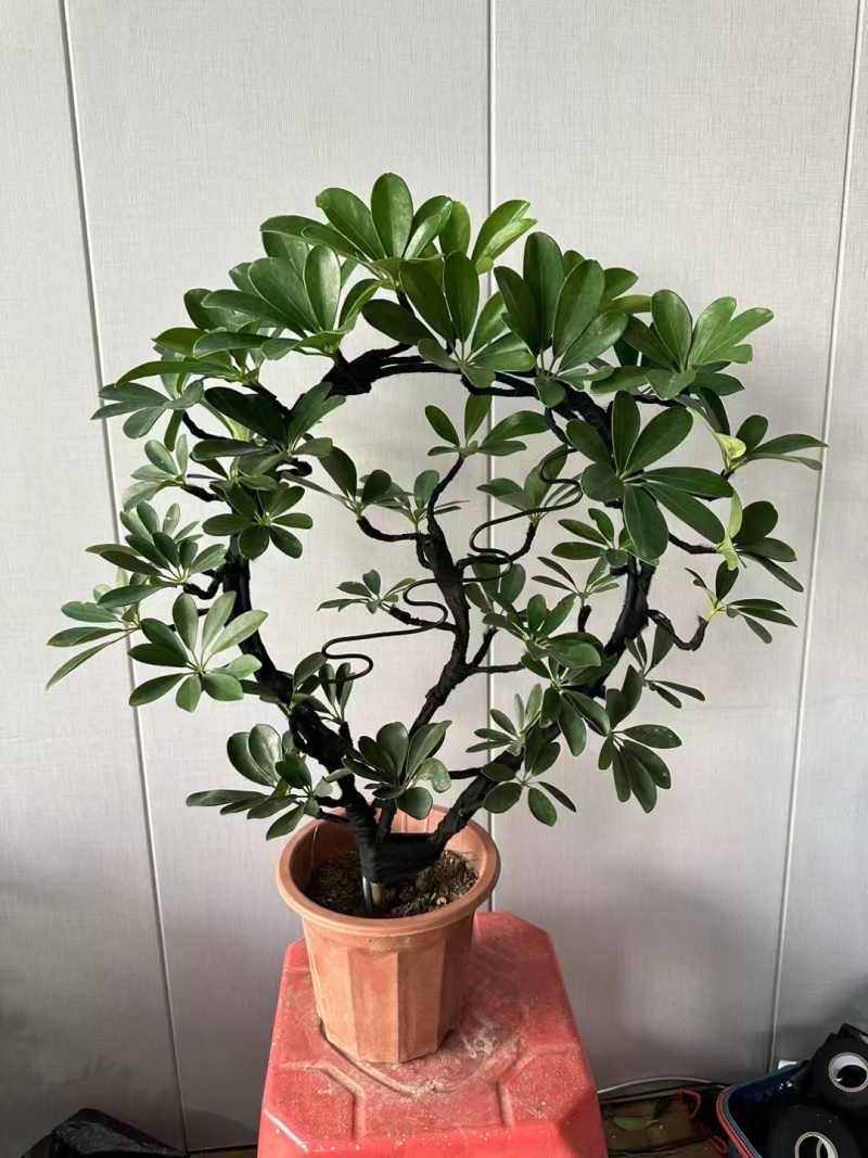 花叶鹅掌柴