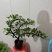 花叶鹅掌柴