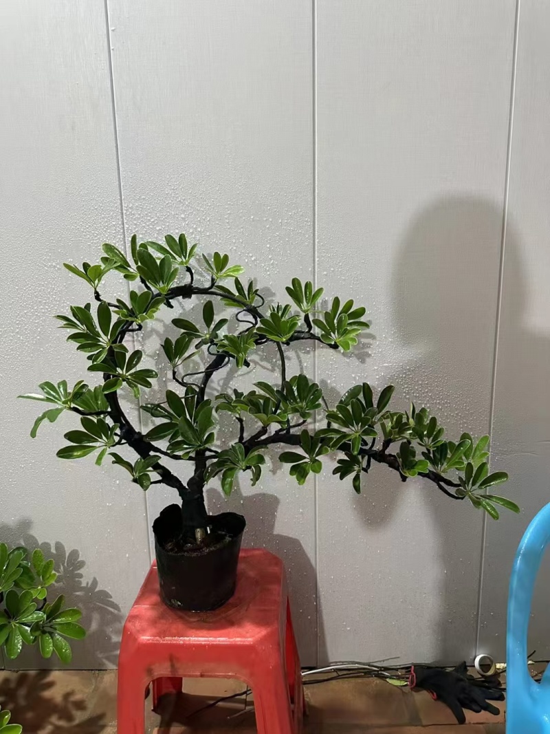 花叶鹅掌柴