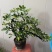 花叶鹅掌柴