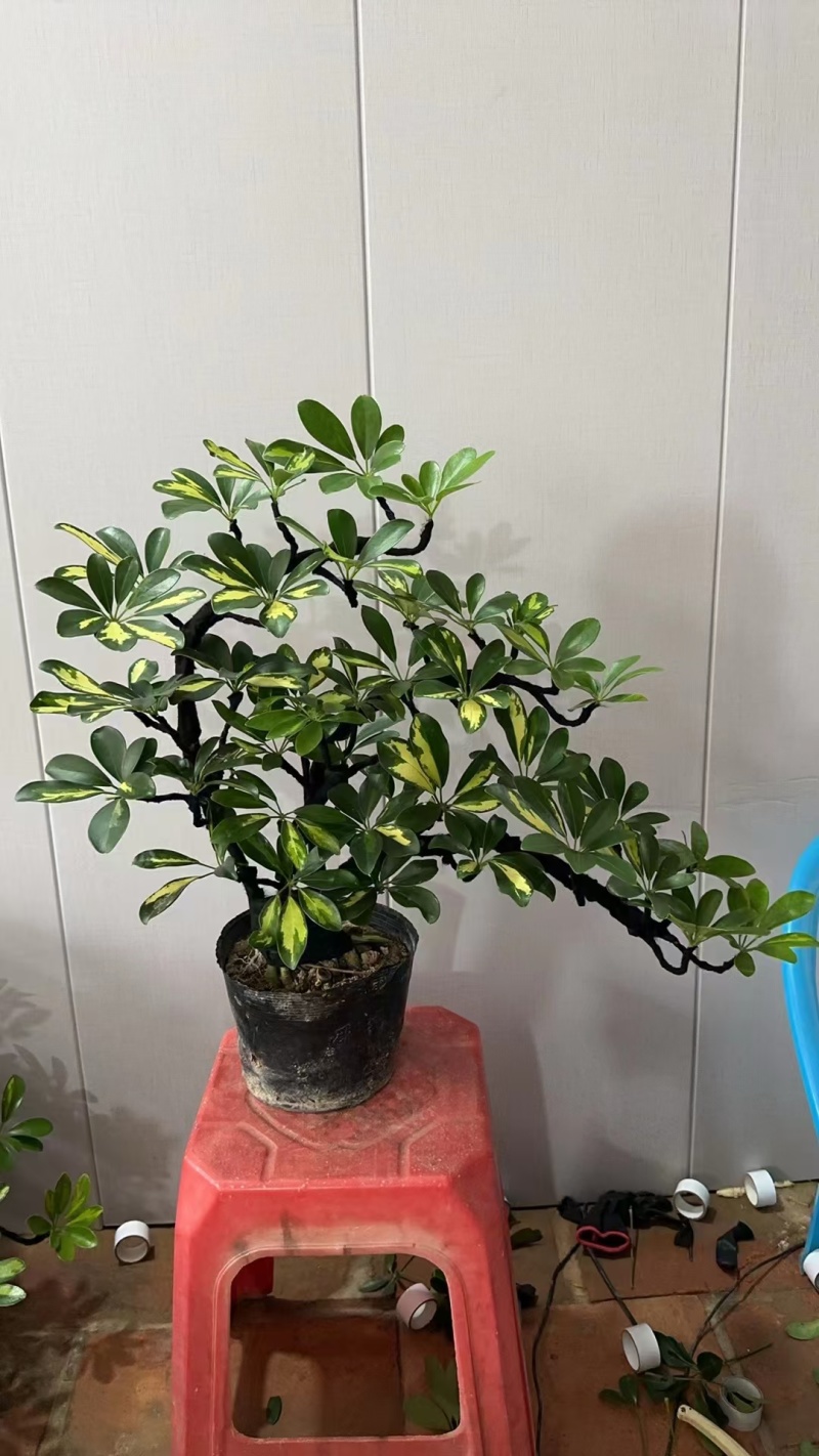 花叶鹅掌柴