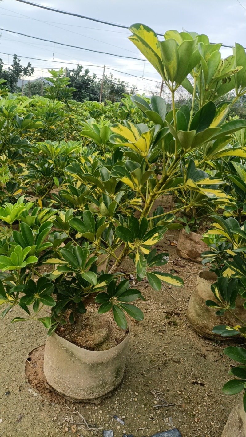 花叶鹅掌柴