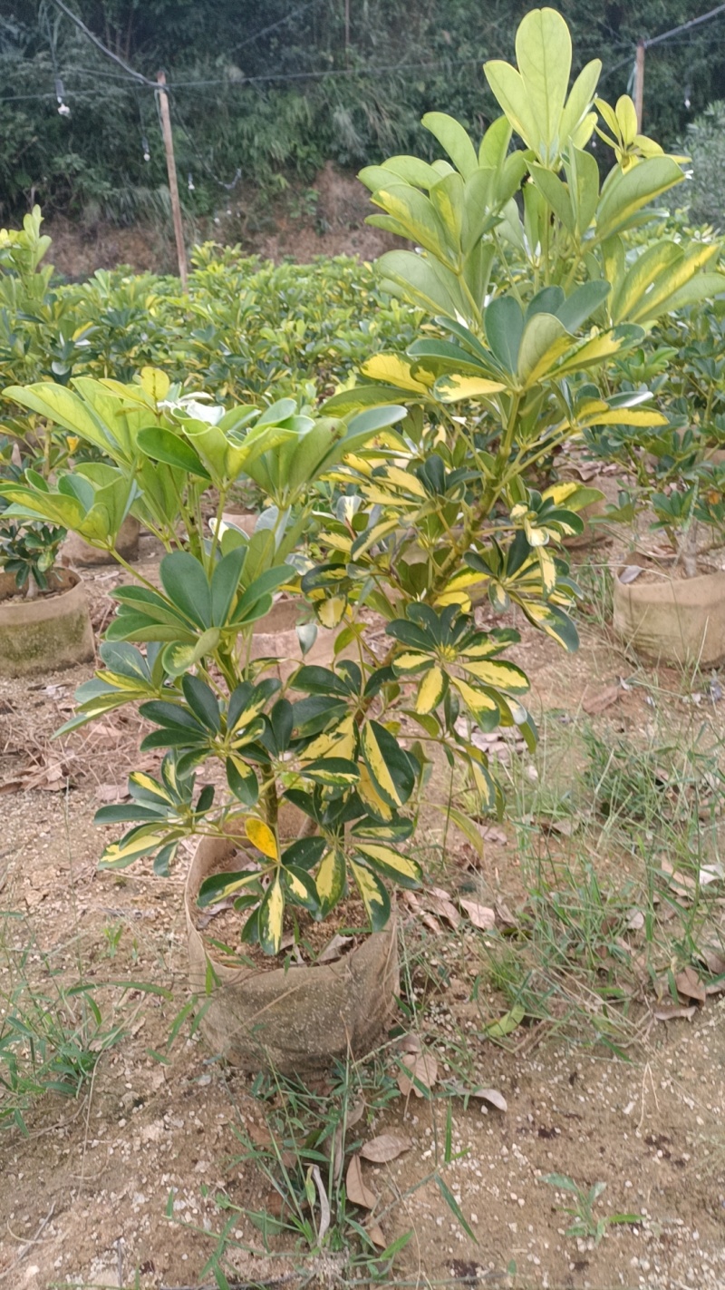 花叶鹅掌柴
