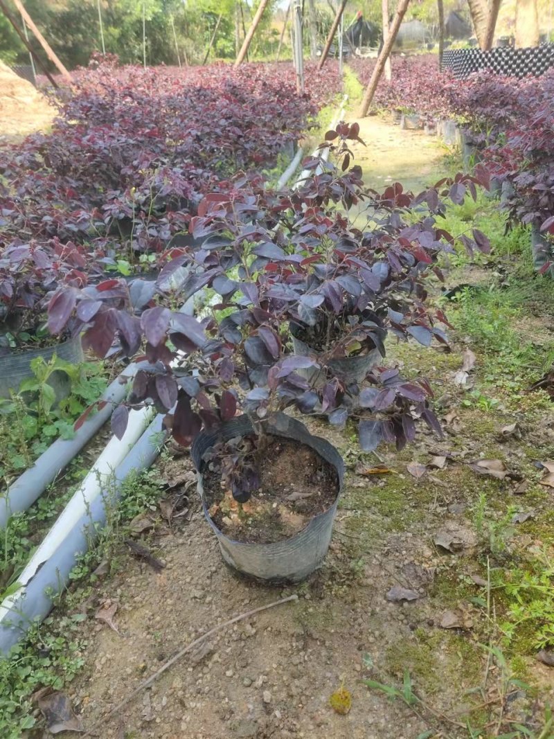 红花继木