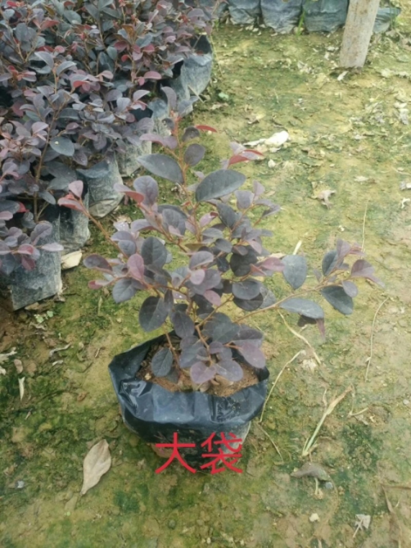 红花继木