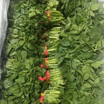 西洋菜