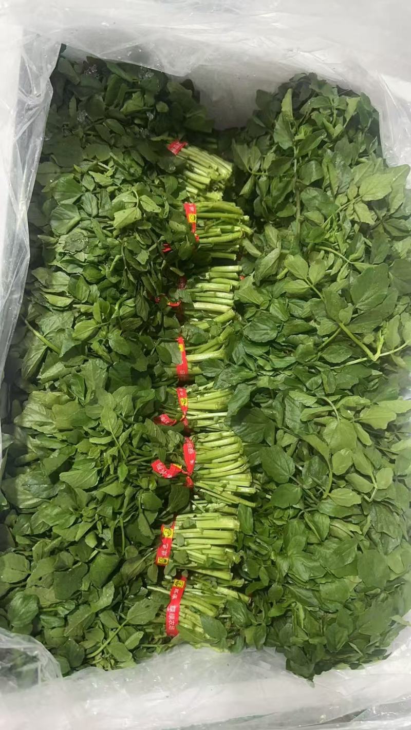 西洋菜