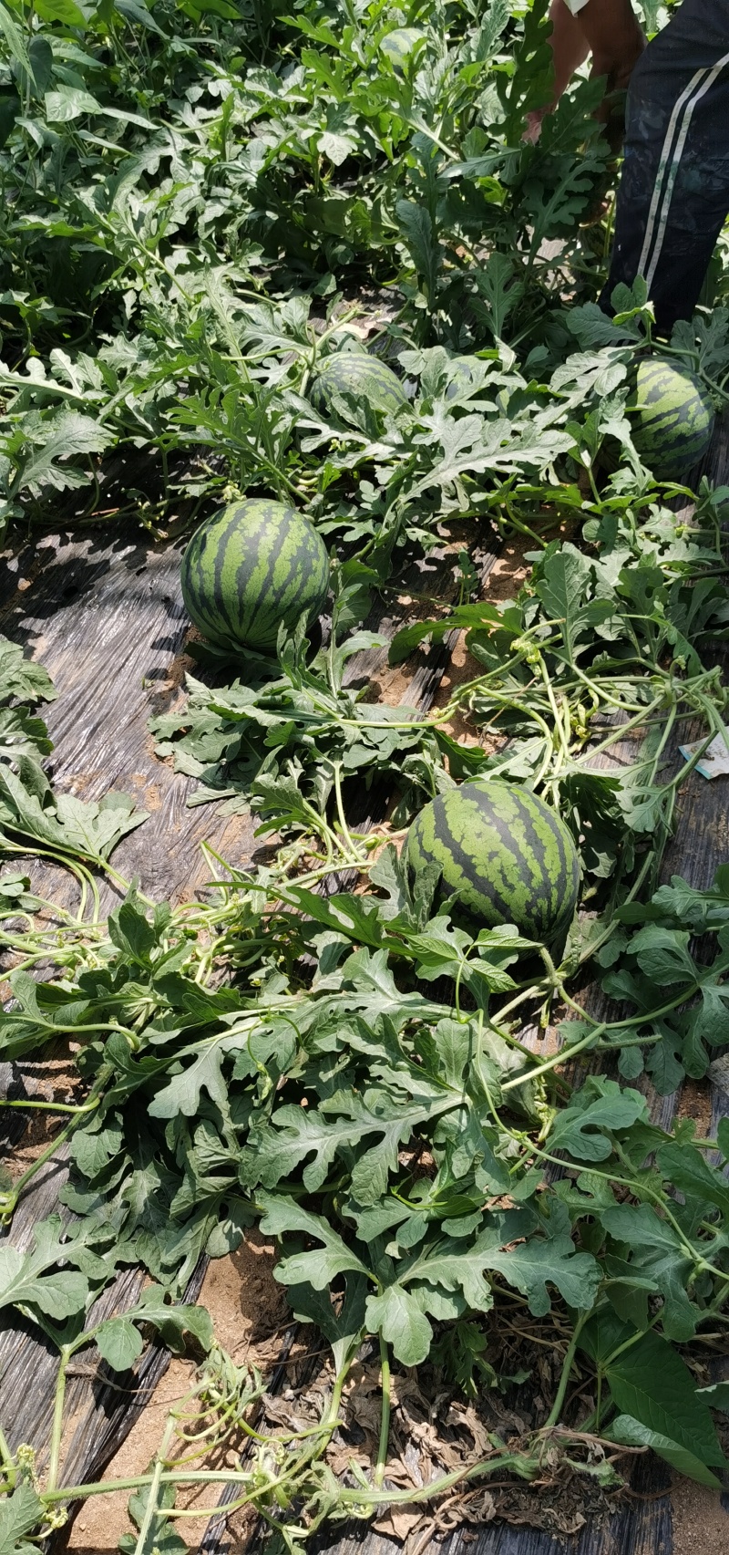 山东大棚西瓜