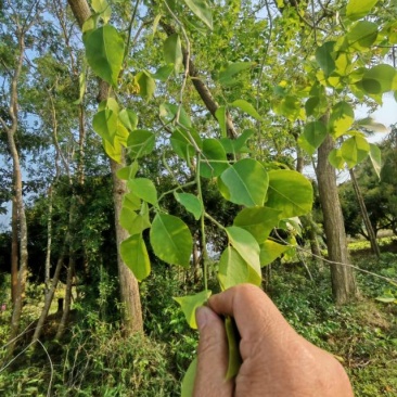 黄檀树，头大，约30公分直径。
