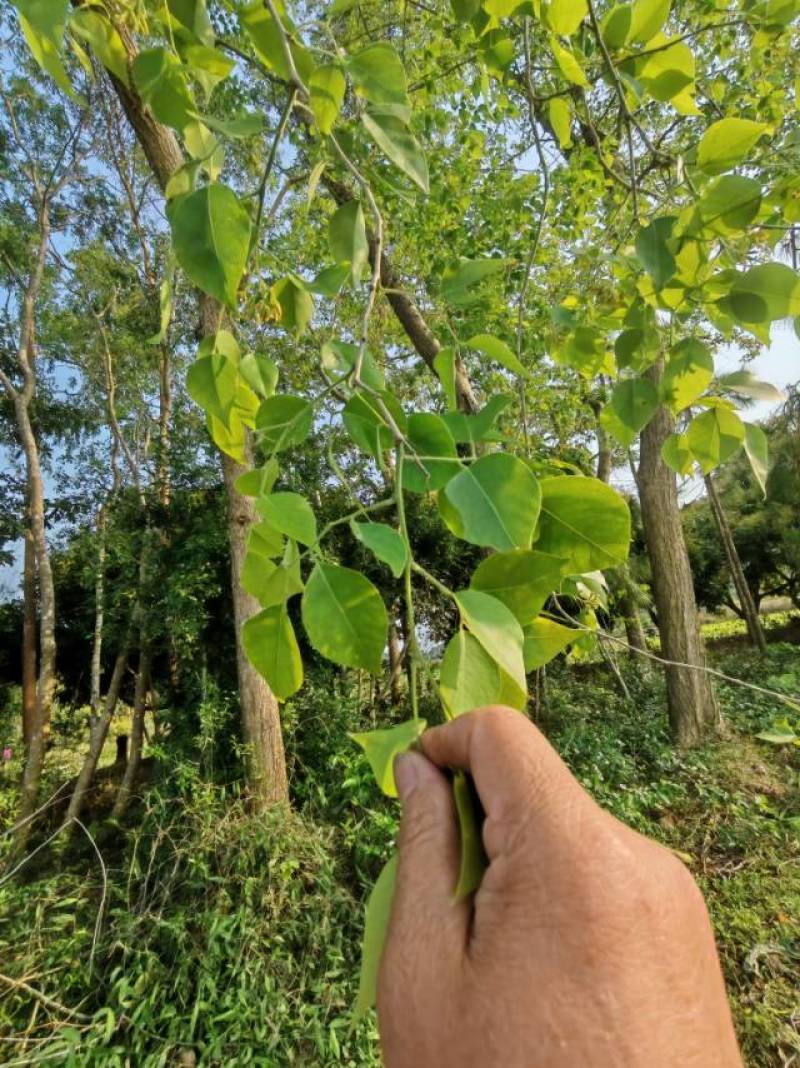 黄檀树，头大，约30公分直径。