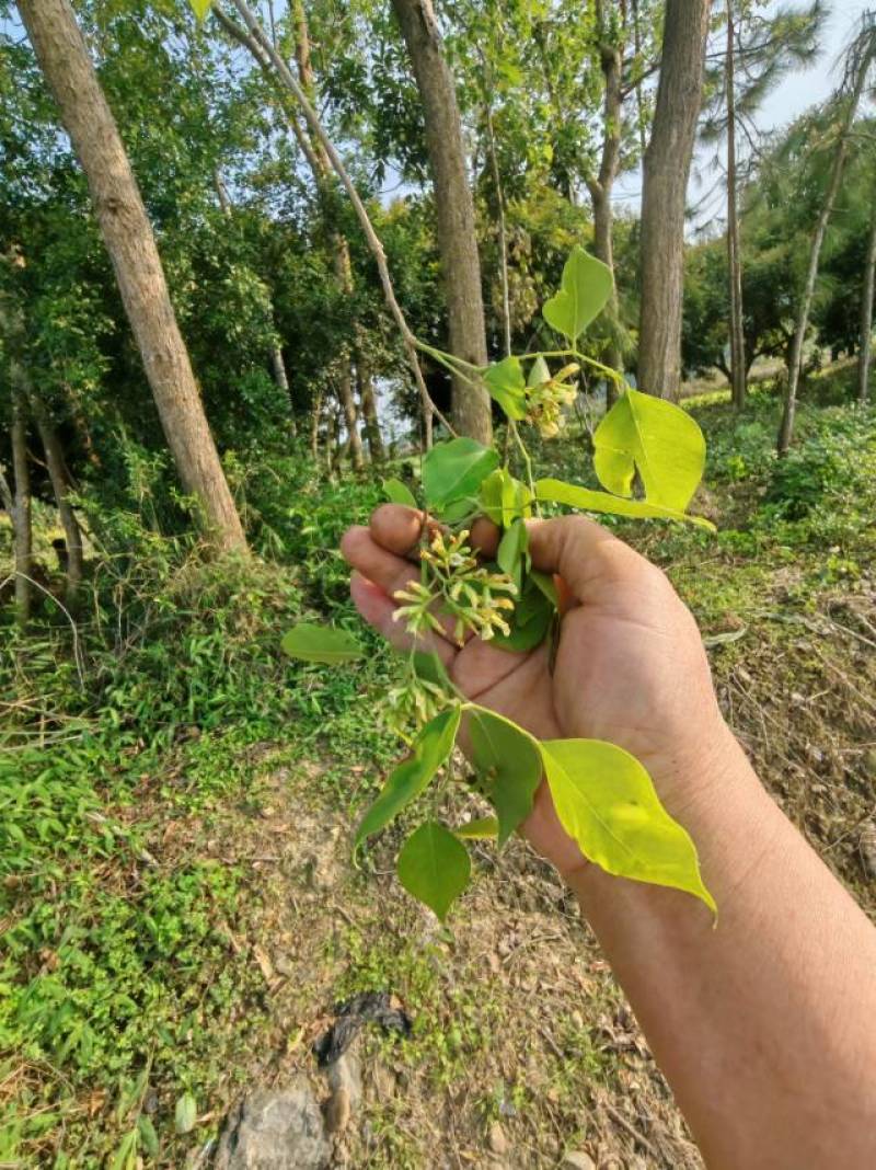 黄檀树，头大，约30公分直径。