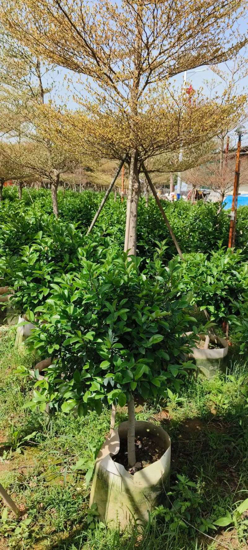 含笑80-1米规格齐全电话联系价格实惠