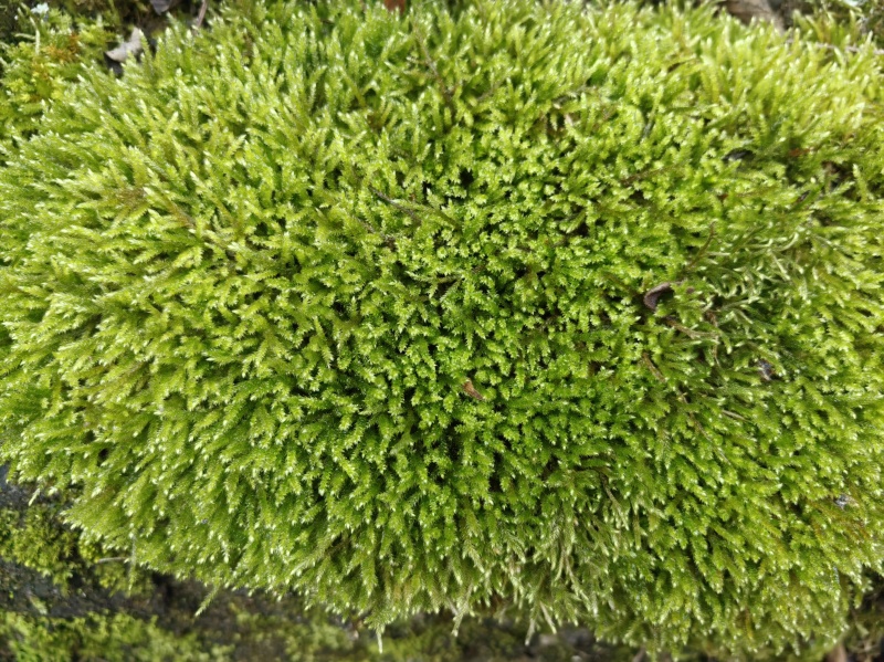 大羽藓大灰藓