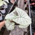 广州基地供应0.5加仑#白色恋人粉色飞溅安妮粉云彩叶芋