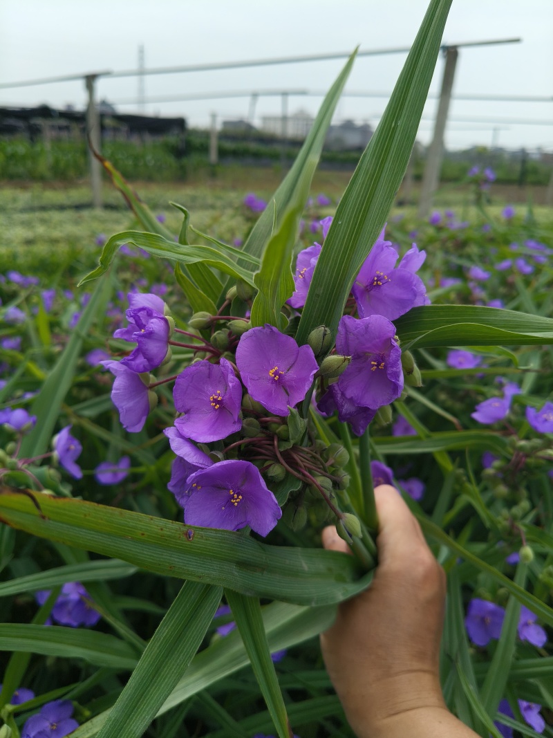 紫路草地苗高度40一50cm，基地有量，欢迎订购。