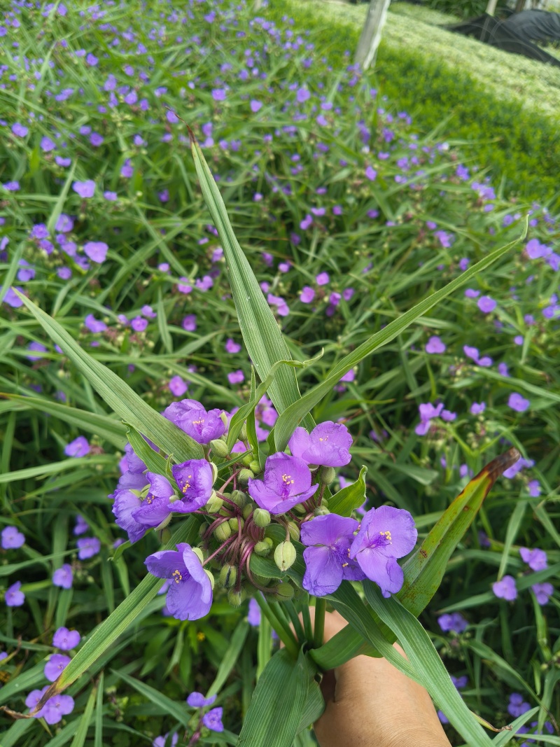 紫路草地苗高度40一50cm，基地有量，欢迎订购。