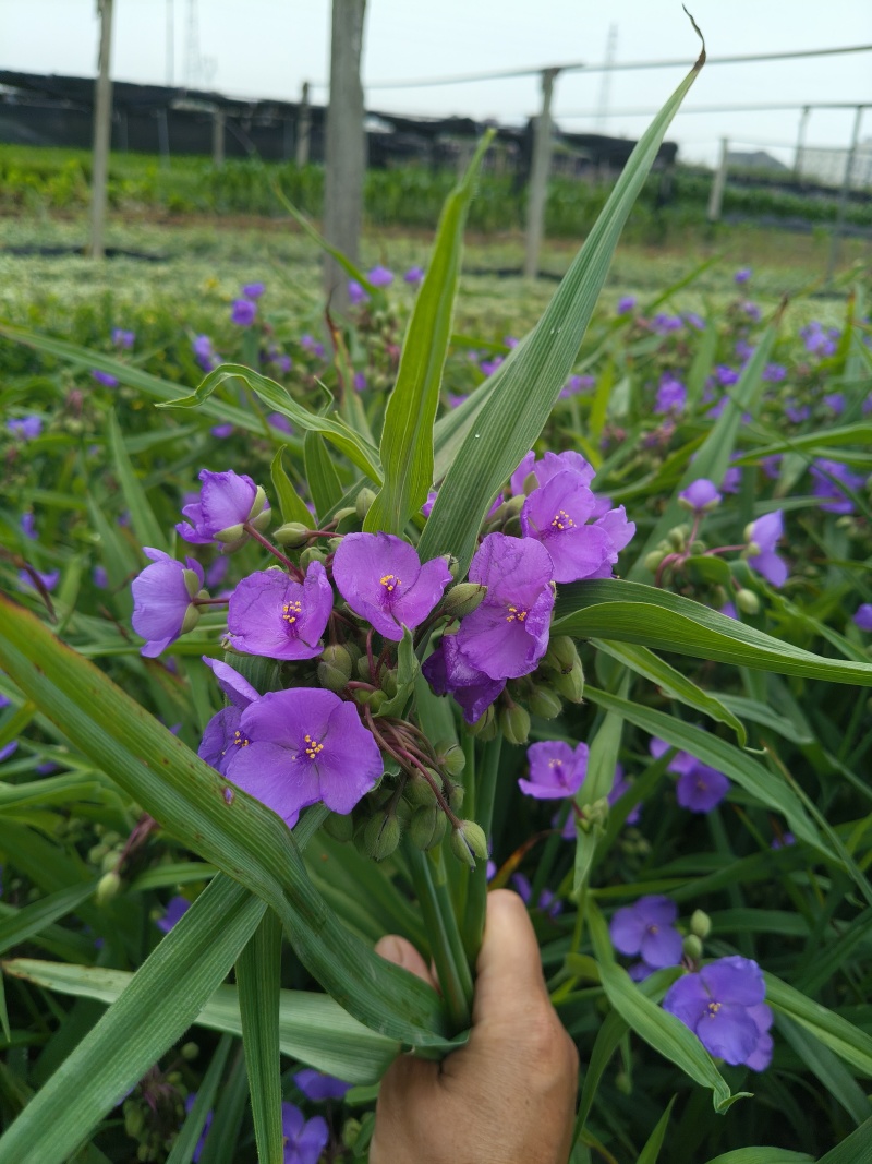 紫路草地苗高度40一50cm，基地有量，欢迎订购。